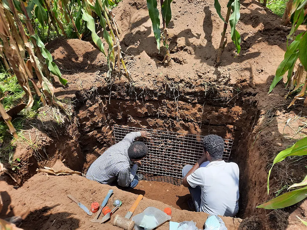 "Counting visible maize roots using a metal frame of of 5 cm by 5 cm square grids in a soil pit located in Dugda District, East Shewa Zone of Ethiopia "