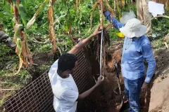 Musefa Redi Abegaze (right) assessing the root depth and density of a maize plant after carefully detaching the soil from the roots