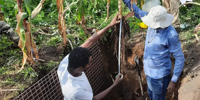Musefa Redi Abegaze (right) assessing the root depth and density of a maize plant after carefully detaching the soil from the roots
