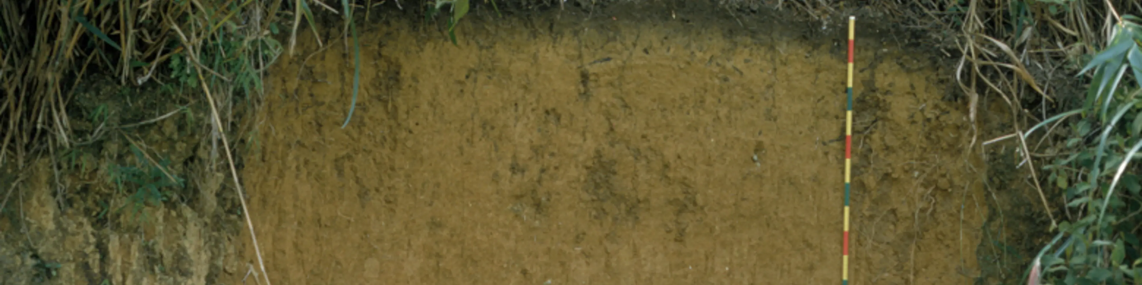 Deep yellow Acrisol derived from granite in hilly terrain, China.