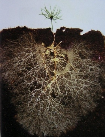 "Caption: A pine tree's root system with mycorrhizal threads (hyphae) that assist the tree to absorb additional nutrients.  Credit: David Read"