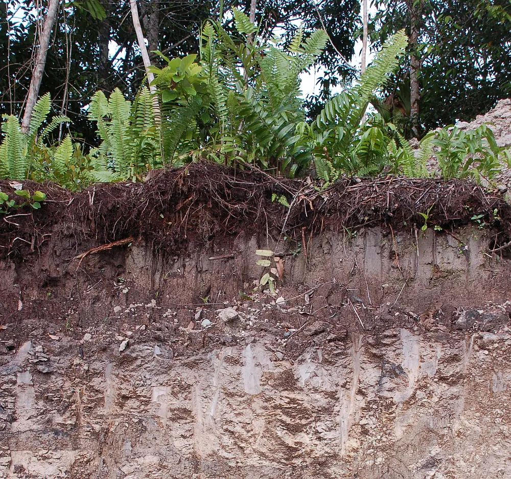 West-ID-Borneo-Soil-Stephan