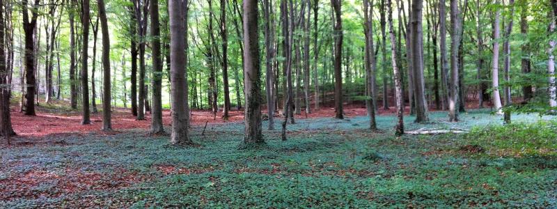 Bertembos forest Belgium