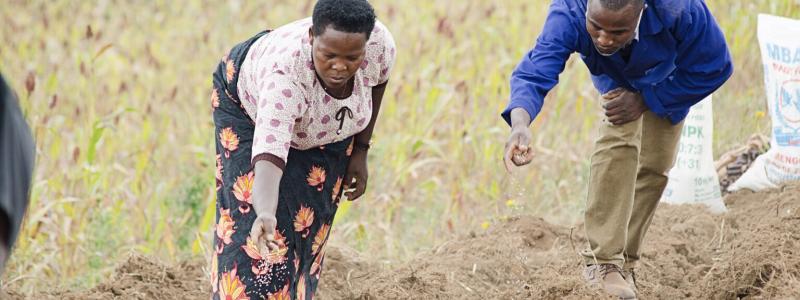 Photo by IFDC Grainpulse fertilizer intervention