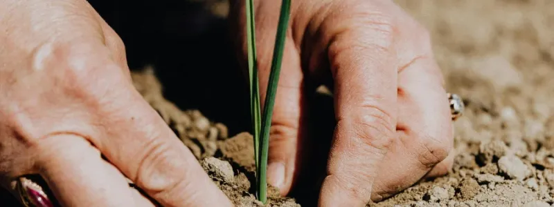 Image panting seeds