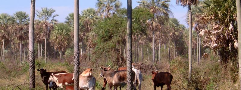 Chaco Paraguay, cattle ranch, Presidente Hayes Department, Peer V