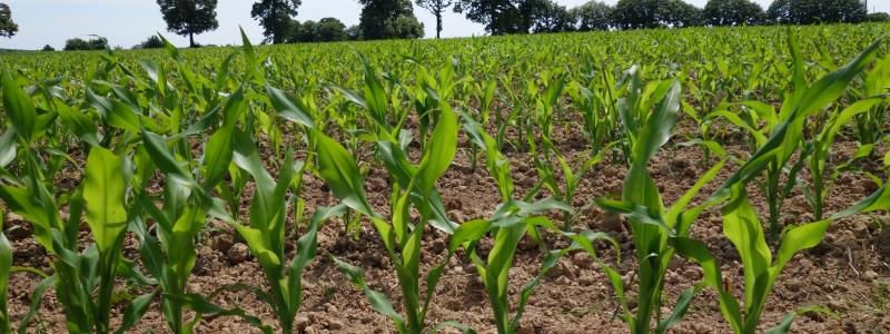 a maize field in Vitré/France (T. Caspari)