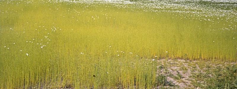 Flax is an industrial fibre crop (image of a field in the Netherlands). Image: ISRIC