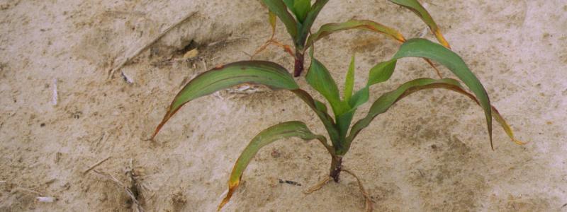 C. Crozier: A phosphorus deficiency in corn grown in the Coastal Plain of North Carolina; https://creativecommons.org/licenses/by/2.0/ (unchanged)