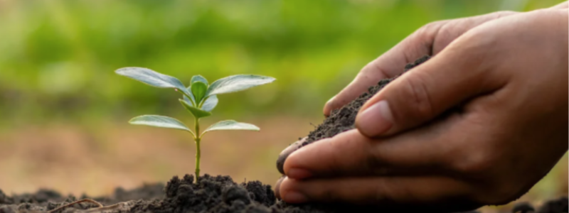 Plant growing