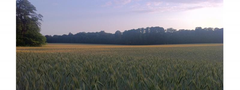 Wheat on plaggensoil in sand landscape