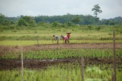 Farmer planting rice on tropical peat in West Kalimantan