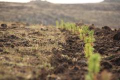High altitude afforestation, such as this trench with recently planted pine seedlings (Pinus sylvatica) in Saralanj community in Armenia, is sustainable land management practice described in the WOCAT database. Photo: Kirchmeir, H. 