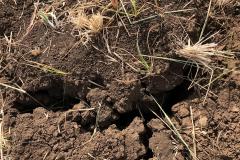 Cracking clay soil (Vertisol)