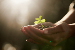 Image of hands holding soil