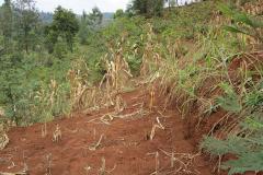 Poorly managed land
