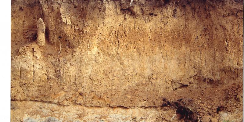 Soil of a riverbank in the Netherlands