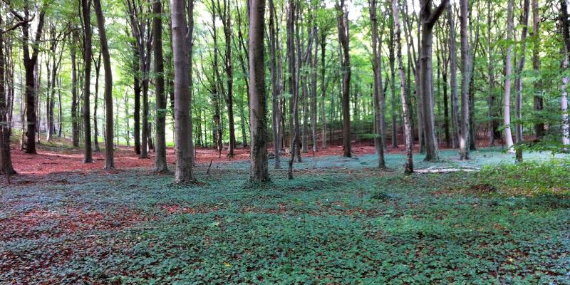 Bertembos forest Belgium