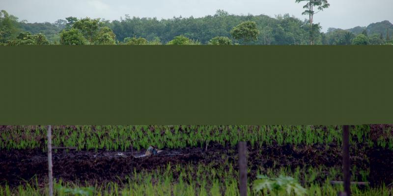 Farmer planting rice on tropical peat in West Kalimantan