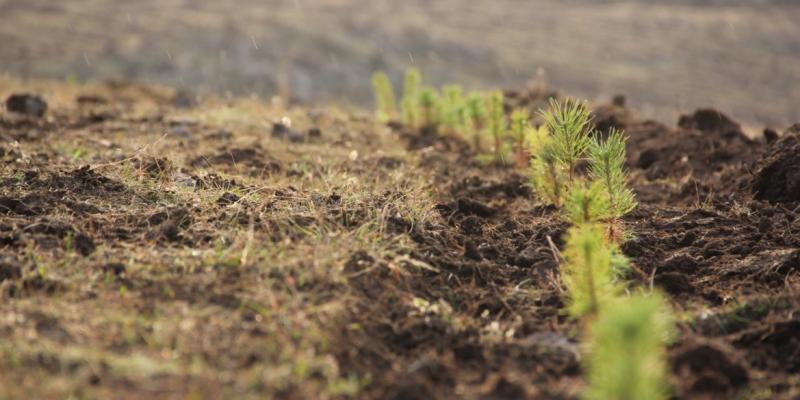 High altitude afforestation, such as this trench with recently planted pine seedlings (Pinus sylvatica) in Saralanj community in Armenia, is sustainable land management practice described in the WOCAT database. Photo: Kirchmeir, H. 