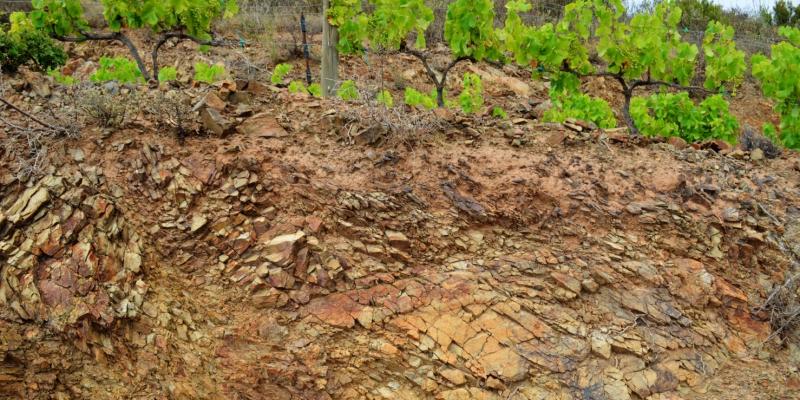 Viticultura area, Catalonia (Spain). Credit: Josep Miquel Ubalde