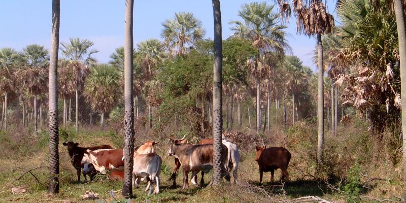 Chaco Paraguay, cattle ranch, Presidente Hayes Department, Peer V