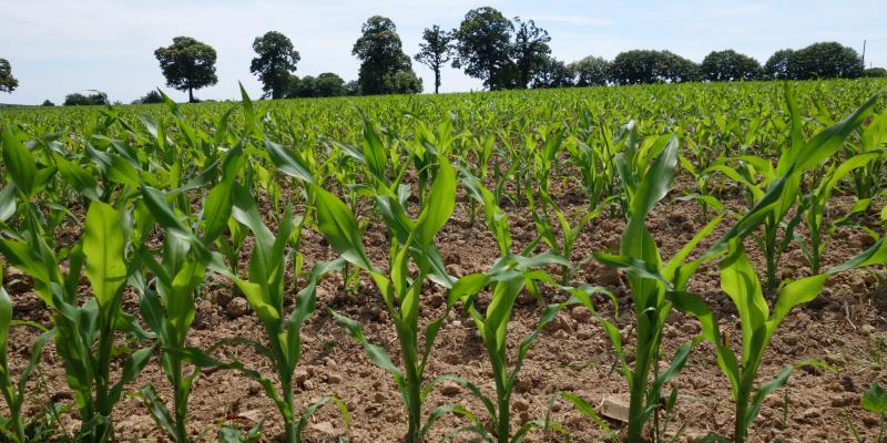 a maize field in Vitré/France (T. Caspari)