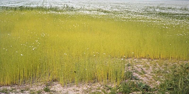 Flax is an industrial fibre crop (image of a field in the Netherlands). Image: ISRIC