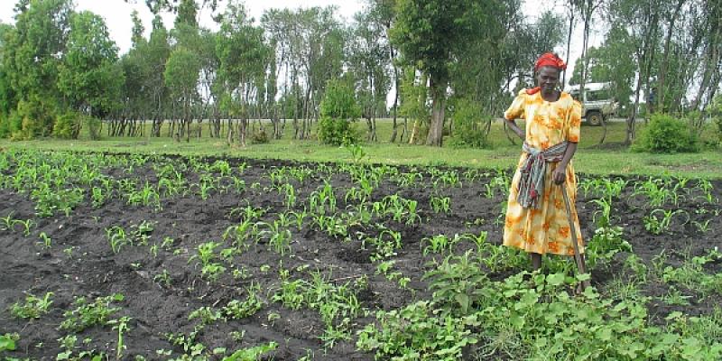 Kenyan farmer overlooking agricultural field