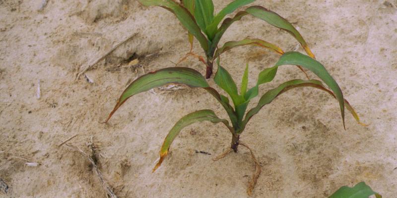 C. Crozier: A phosphorus deficiency in corn grown in the Coastal Plain of North Carolina; https://creativecommons.org/licenses/by/2.0/ (unchanged)