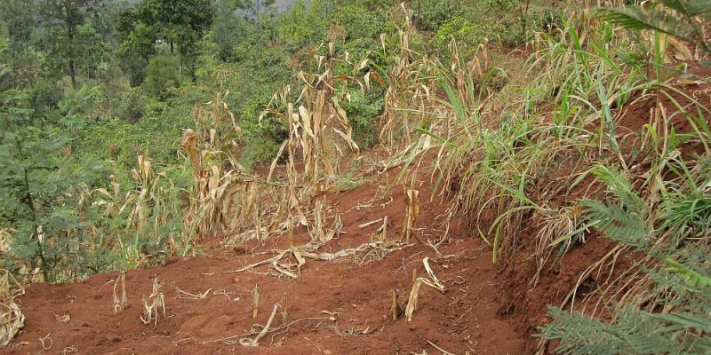 Poorly managed rice field