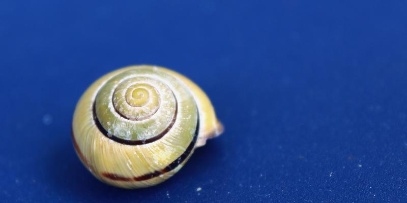 https://pixabay.com/en/snail-shell-mollusk-close-slowly-1628482/