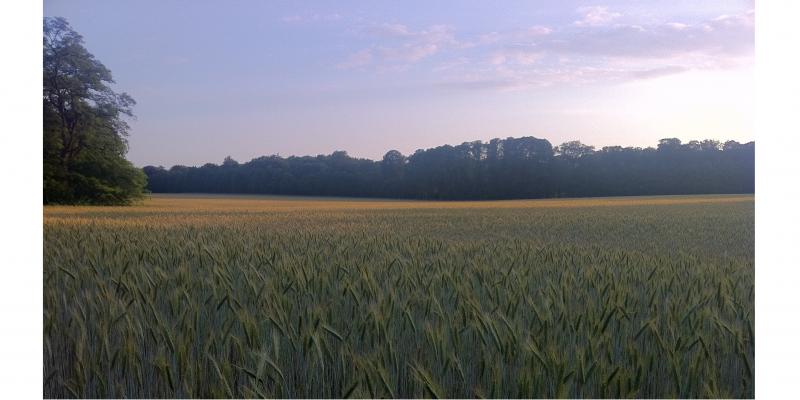 Wheat on plaggensoil in sand landscape